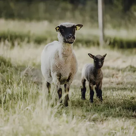 Schaible アパート *